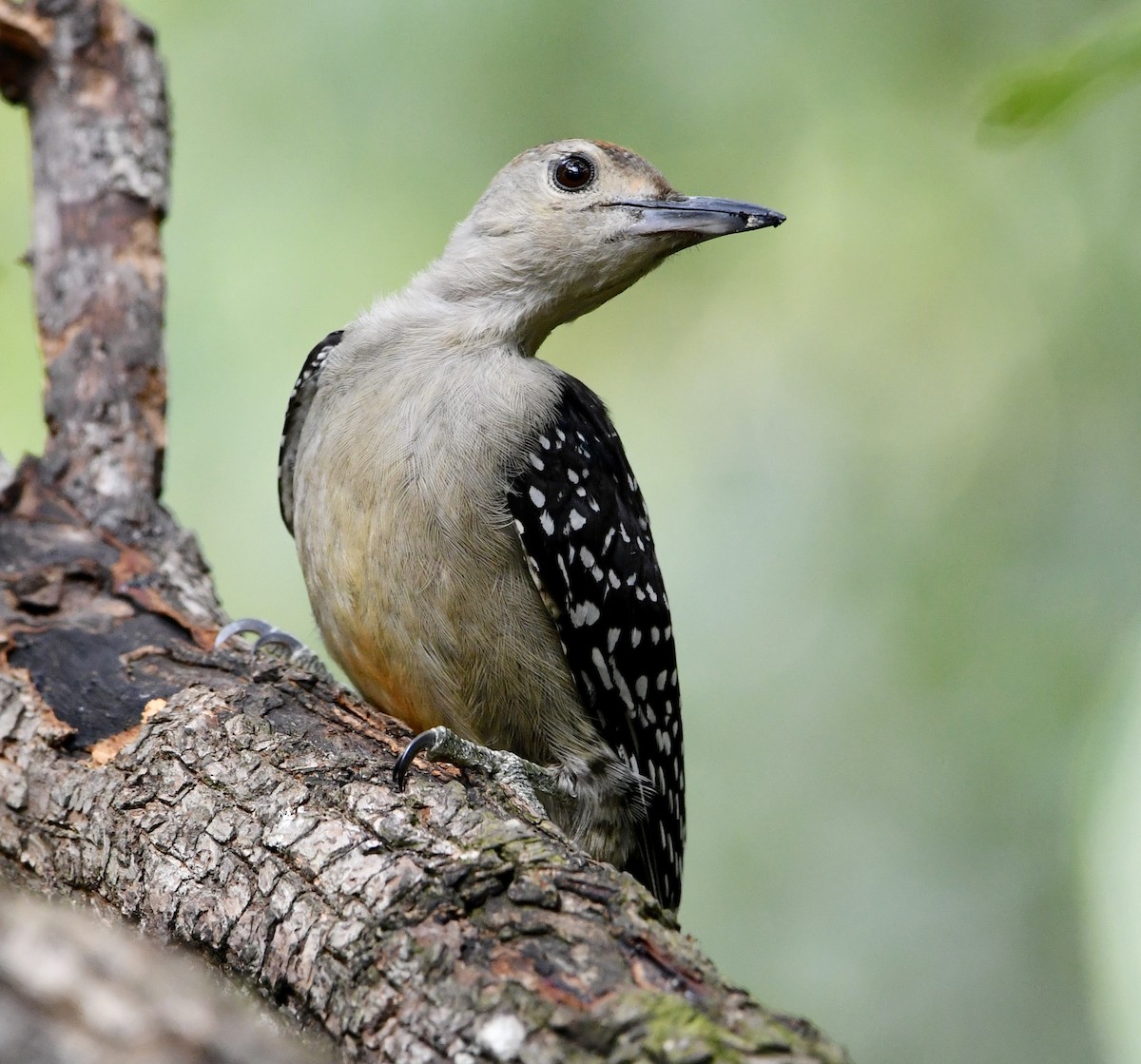 Red-bellied Woodpecker - ML638741419