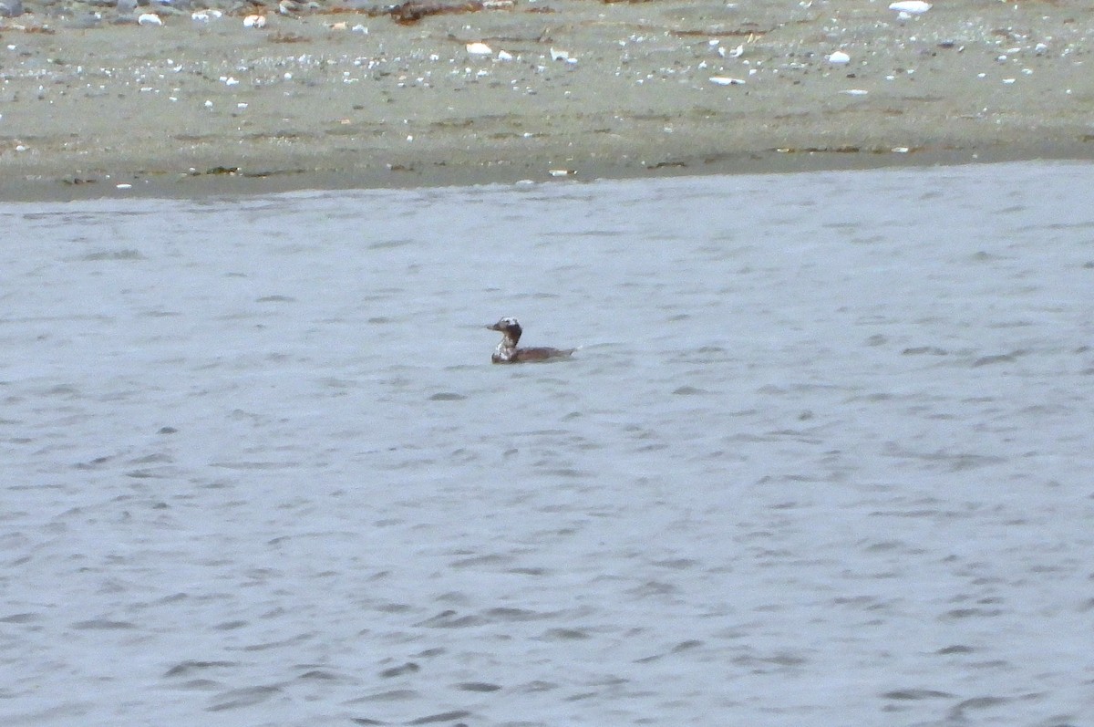 Long-tailed Duck - ML638741425