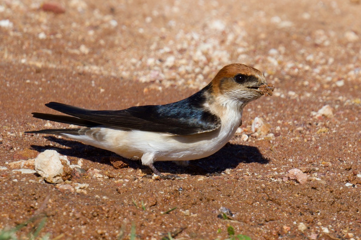 Fairy Martin - ML638741426