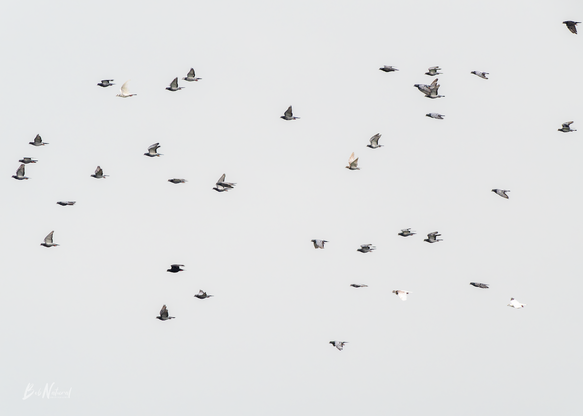 Rock Pigeon (Feral Pigeon) - ML638741428