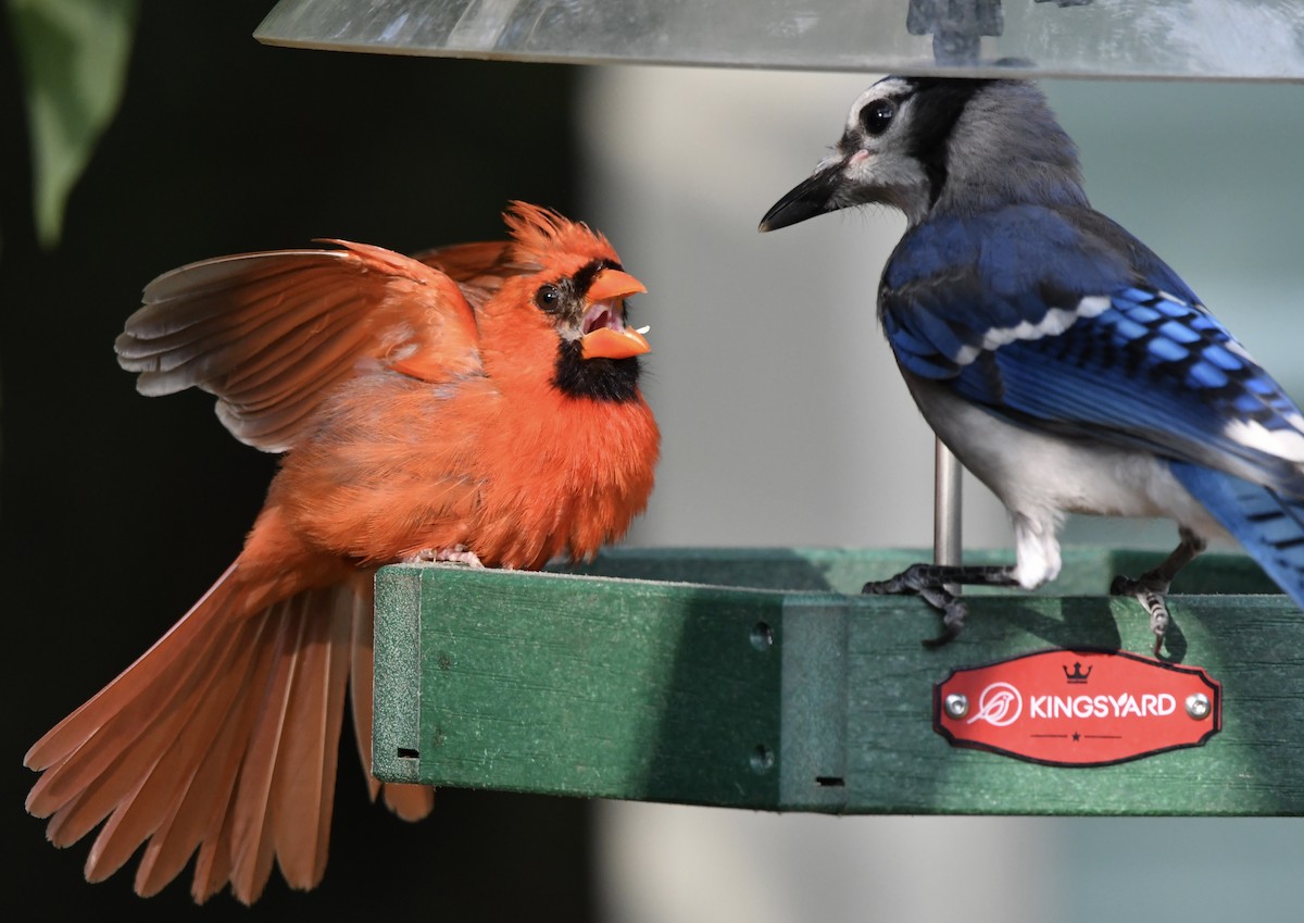 Northern Cardinal - ML638741429