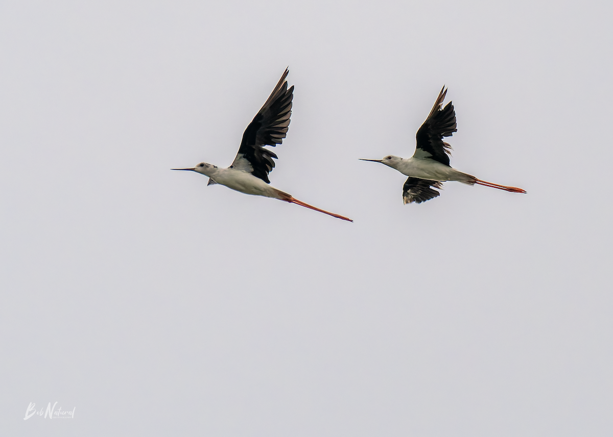 Black-winged Stilt - ML638741436