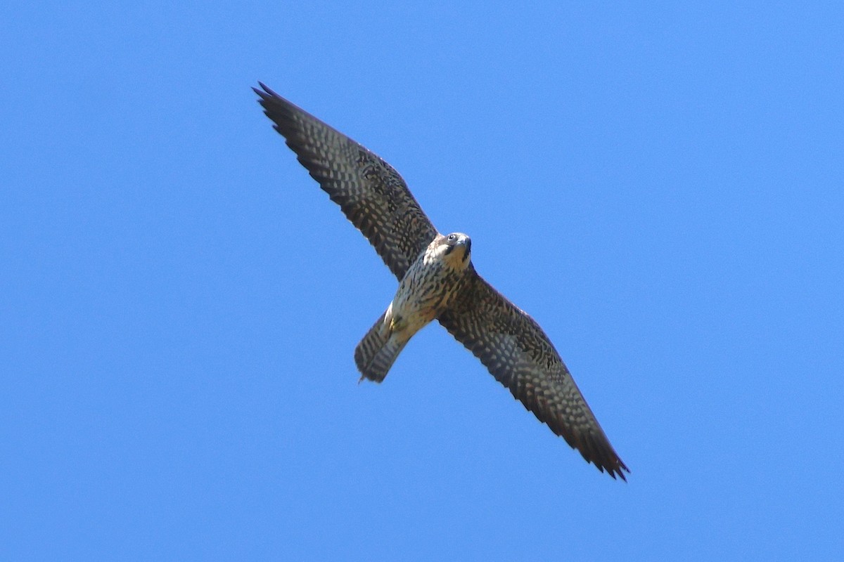 Eleonora's Falcon - ML638741442
