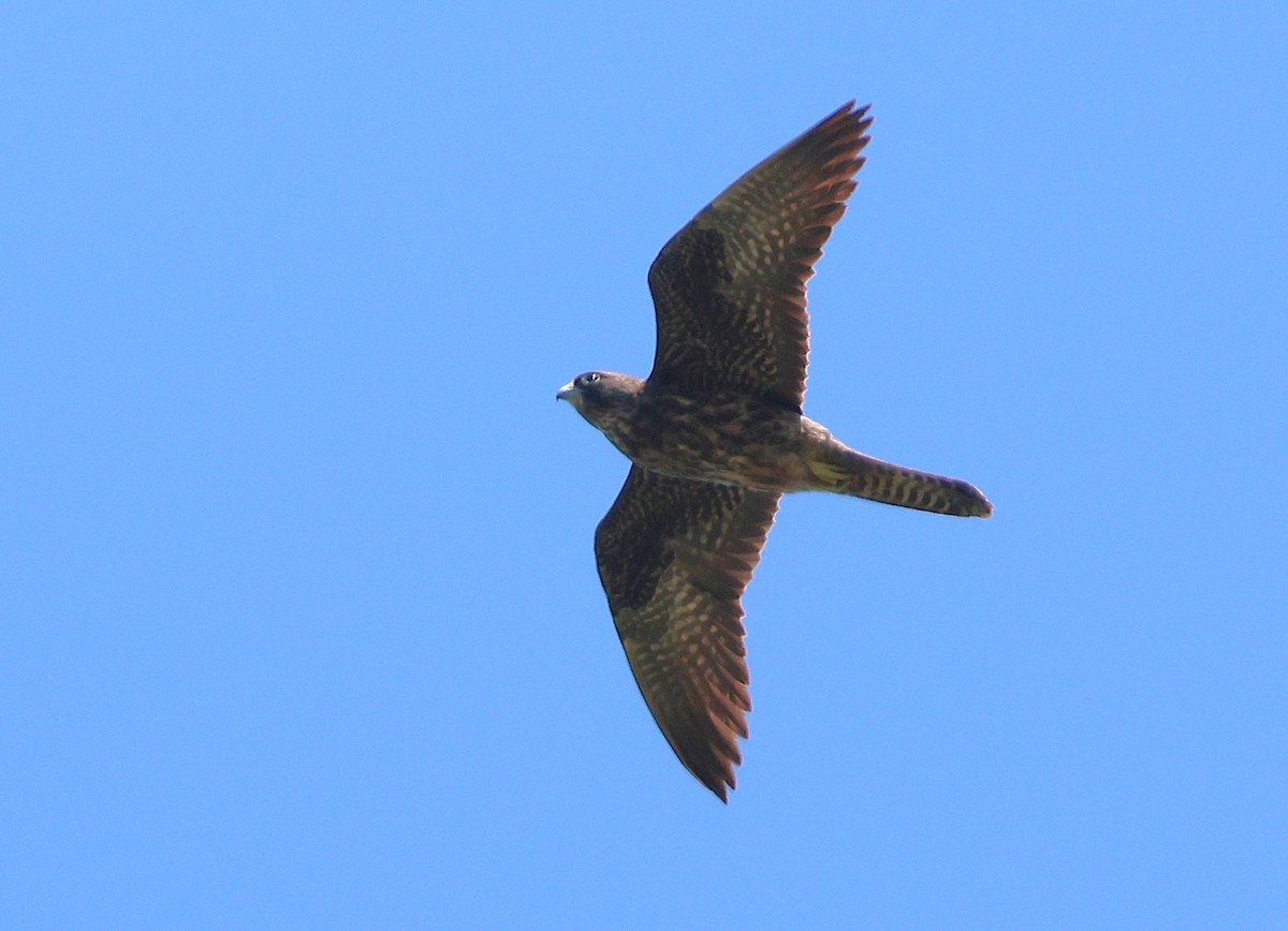 Eleonora's Falcon - ML638741445