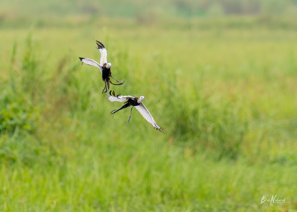 Pheasant-tailed Jacana - ML638741449