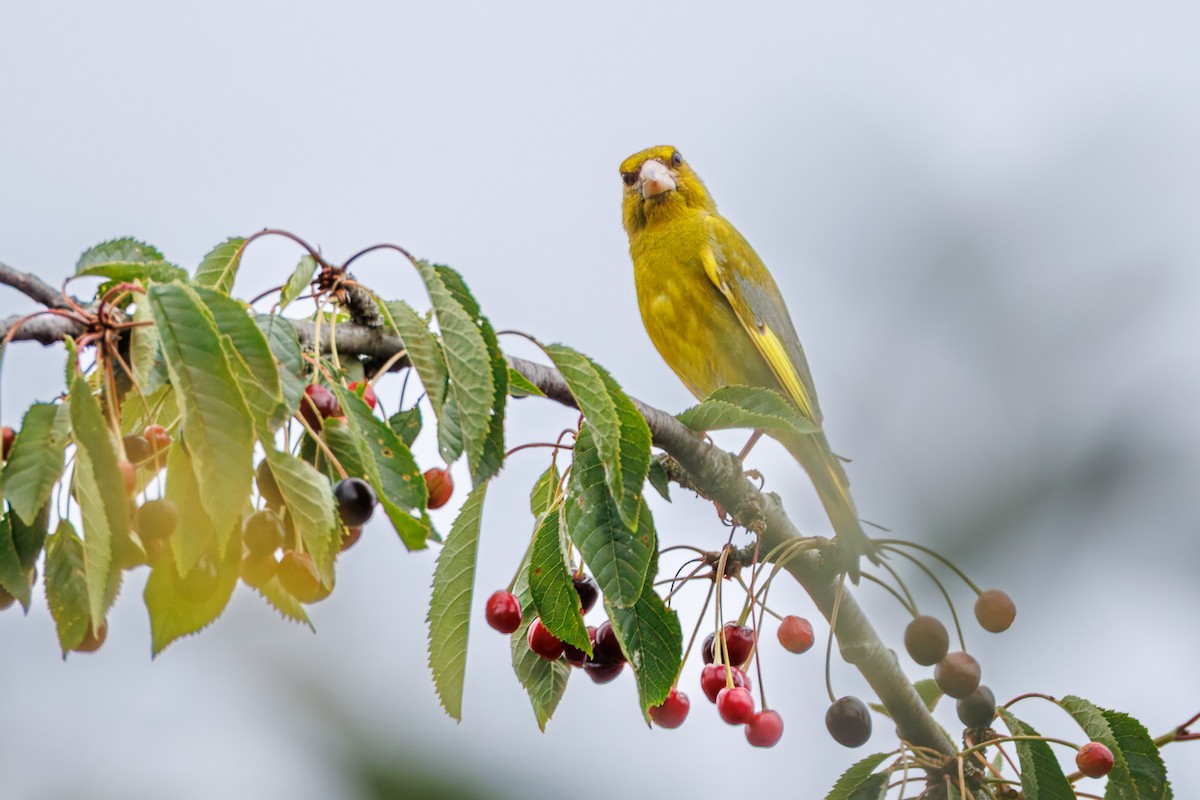 European Greenfinch - ML638741453