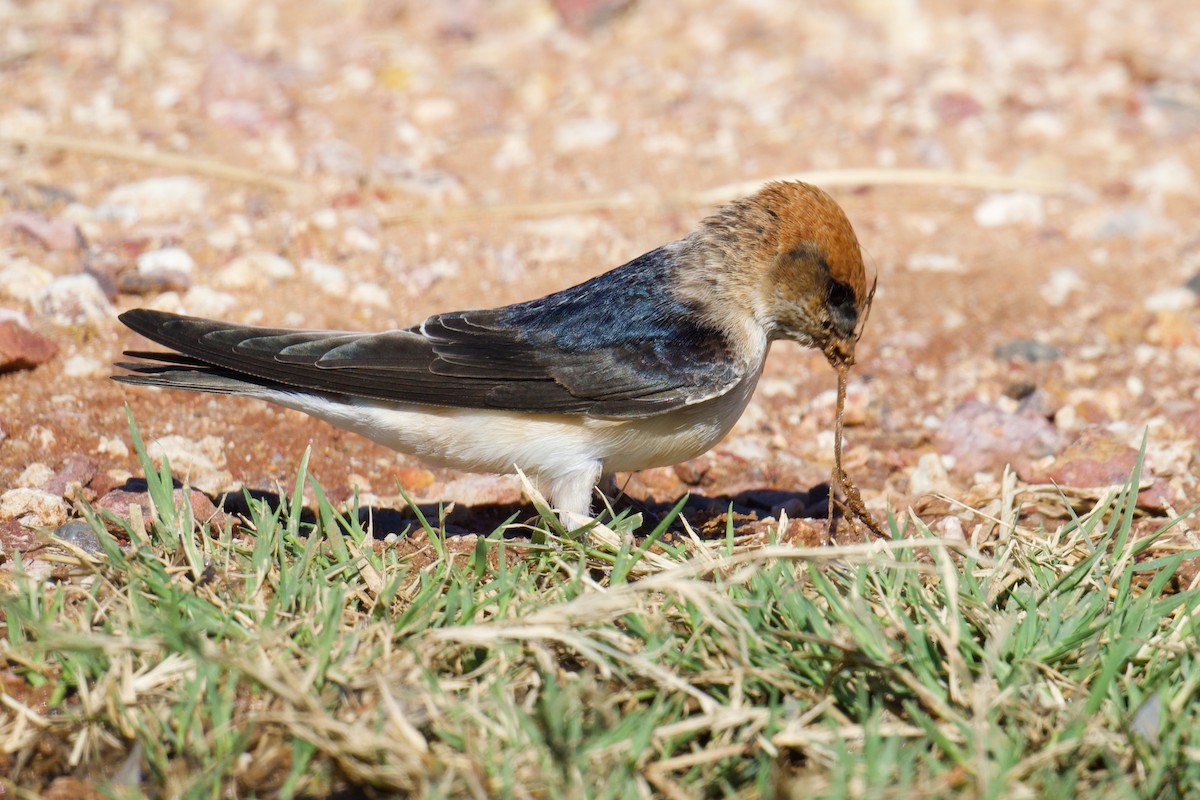 Fairy Martin - ML638741455