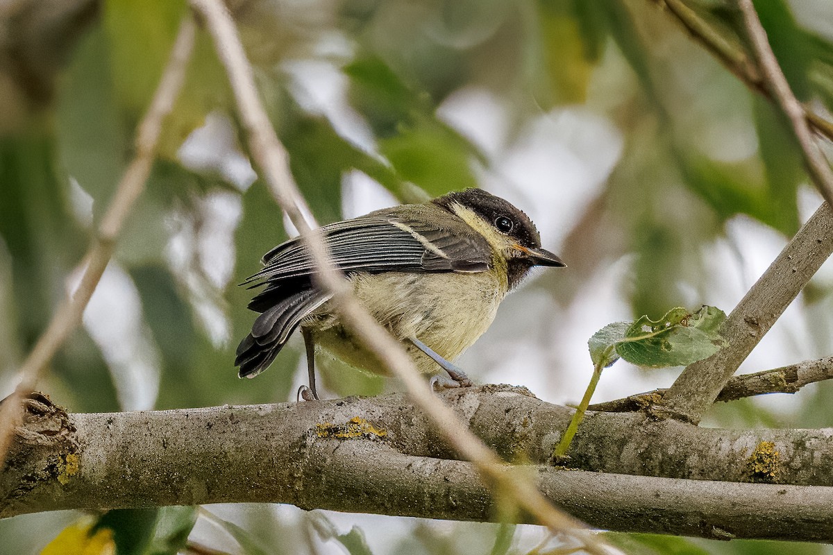 Great Tit - ML638741456