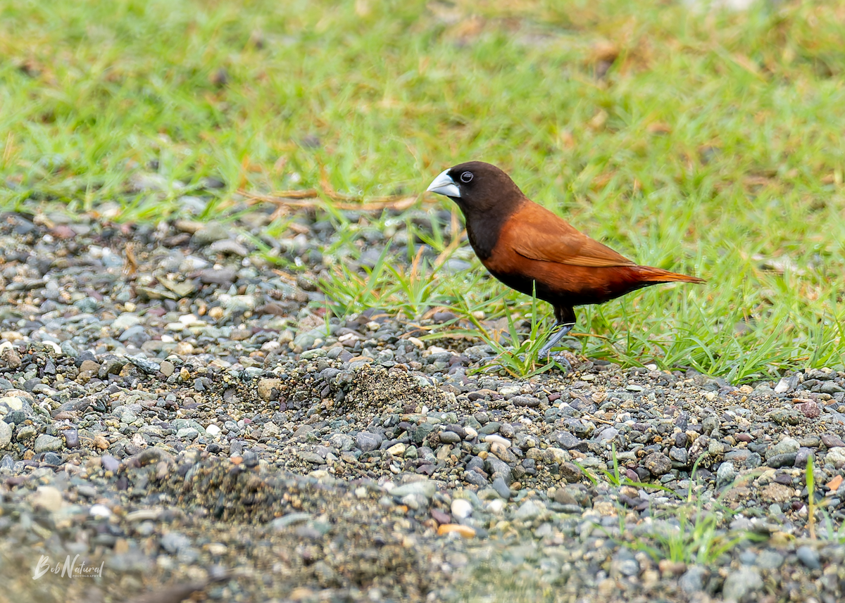 Chestnut Munia - ML638741484
