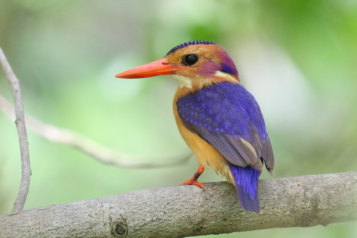 African Pygmy Kingfisher - ML638741485
