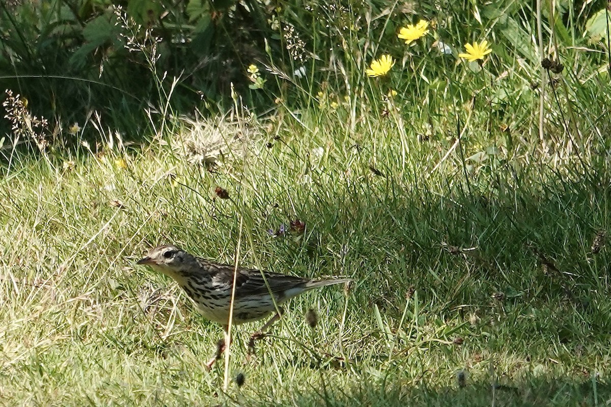 Tree Pipit - ML638741486