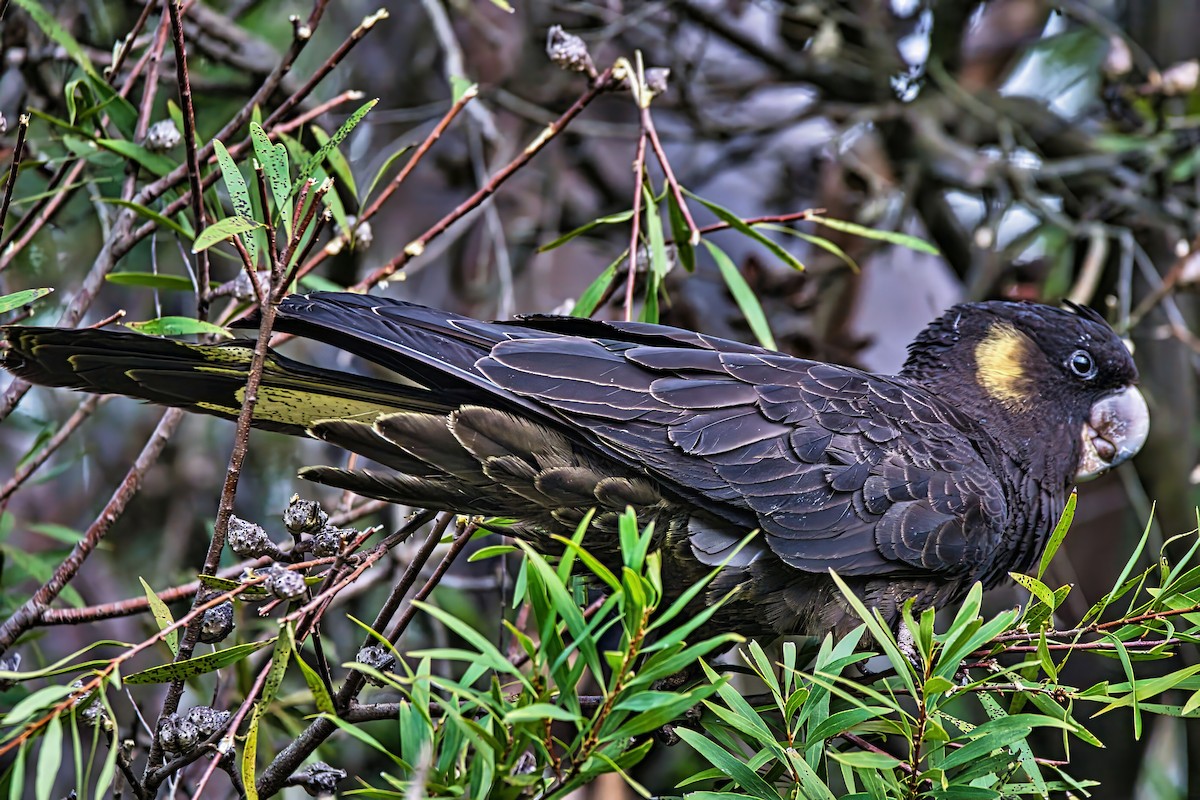Yellow-tailed Black-Cockatoo - ML638741488