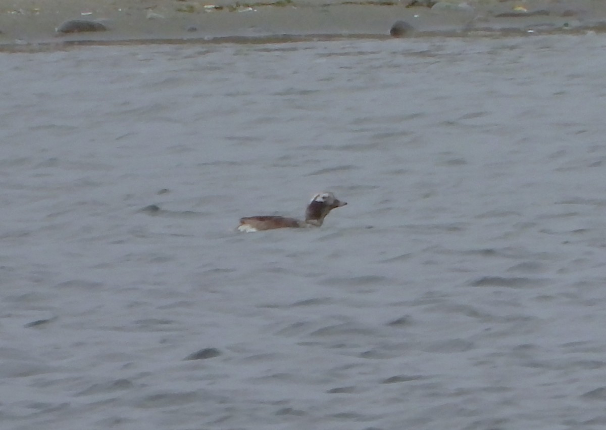 Long-tailed Duck - ML638741489