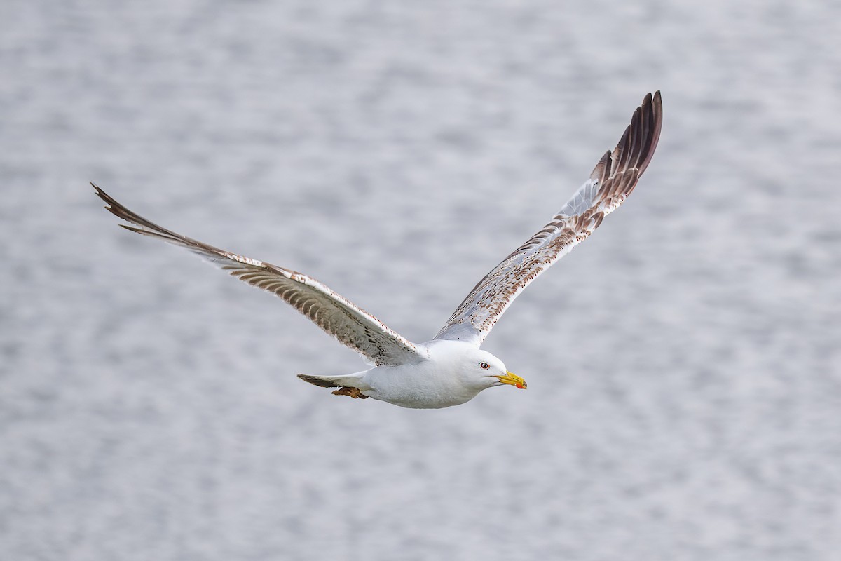 Yellow-legged Gull - ML638741490