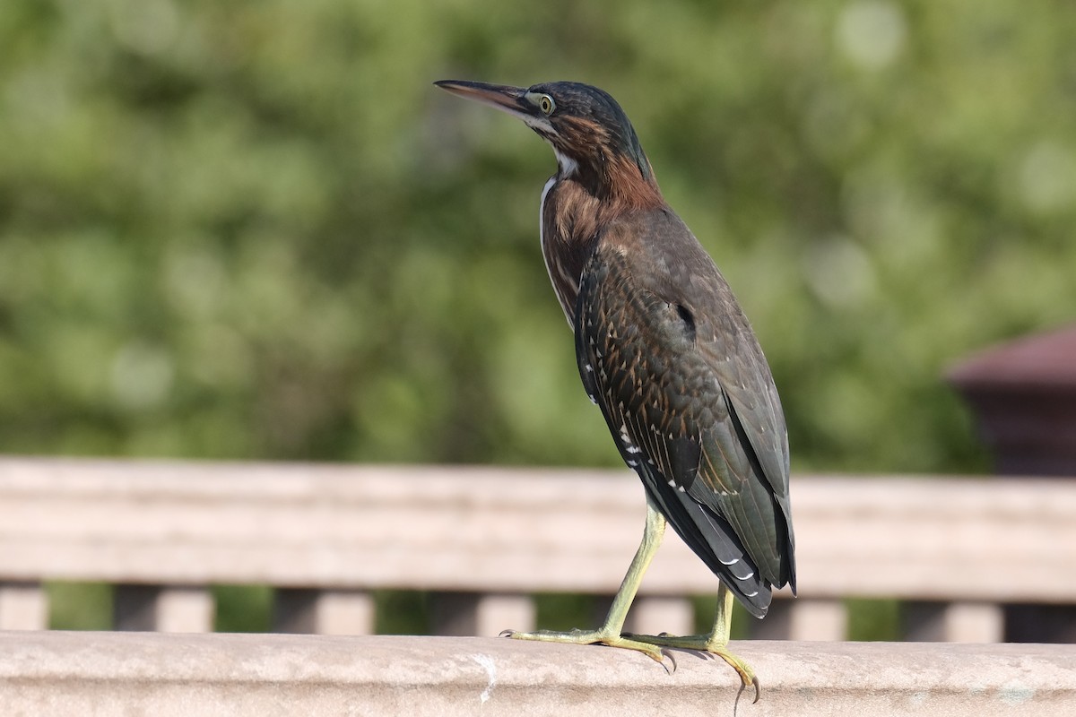 Green Heron - ML638741493