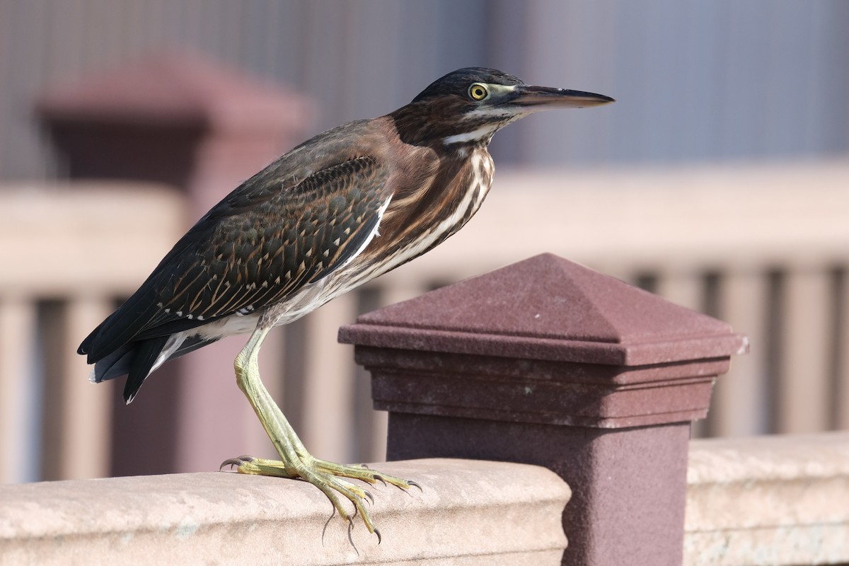 Green Heron - ML638741494