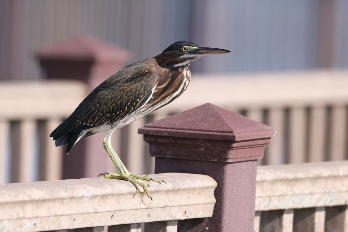 Green Heron - ML638741495