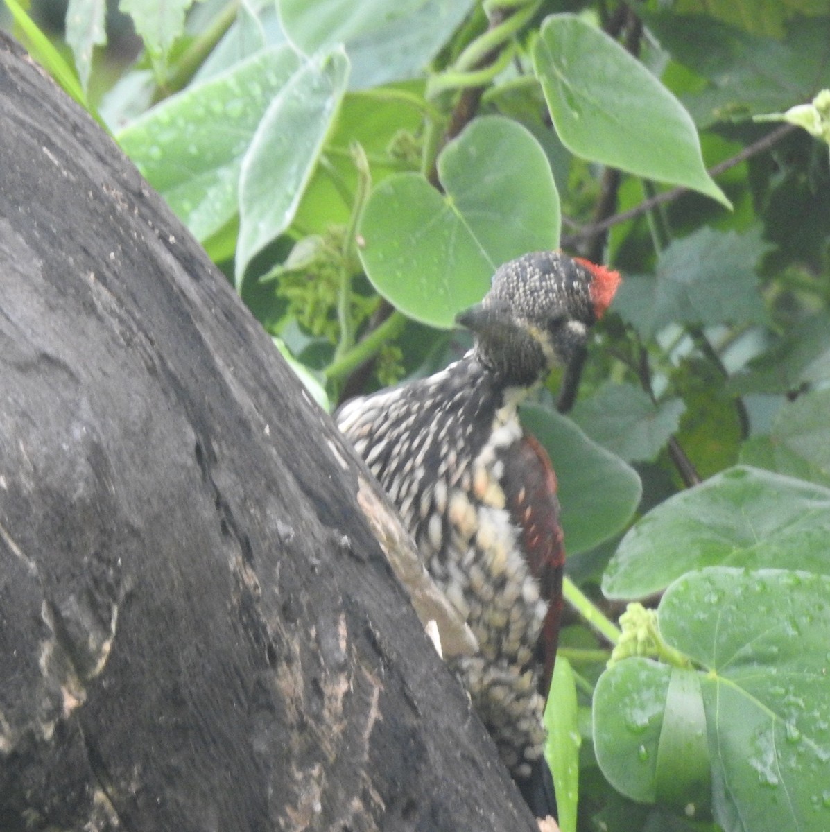 Red-backed Flameback - ML638741497