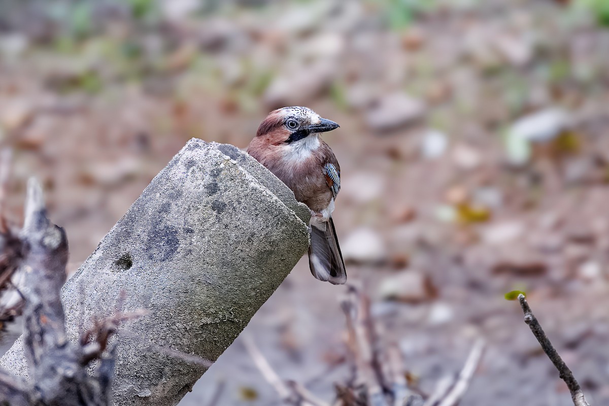 Eurasian Jay - ML638741500