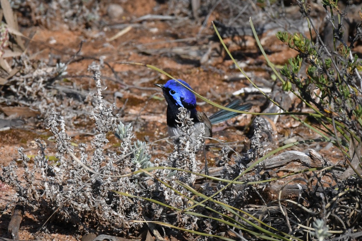 Blue-breasted Fairywren - ML638741501