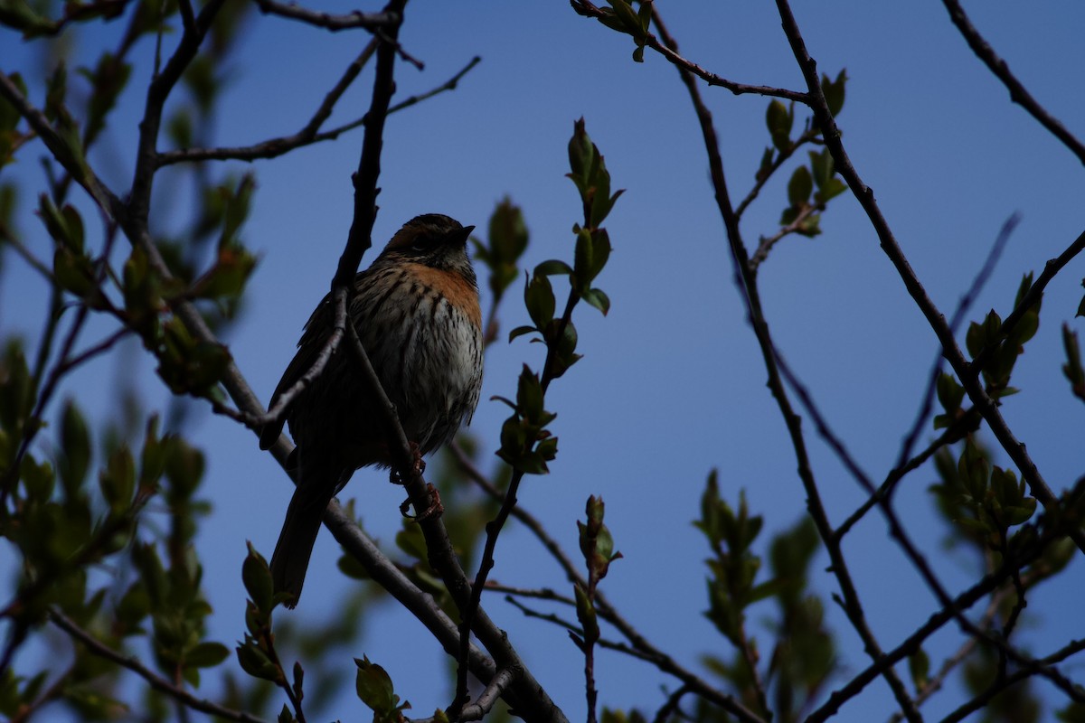 rustbrystjernspurv - ML638741516