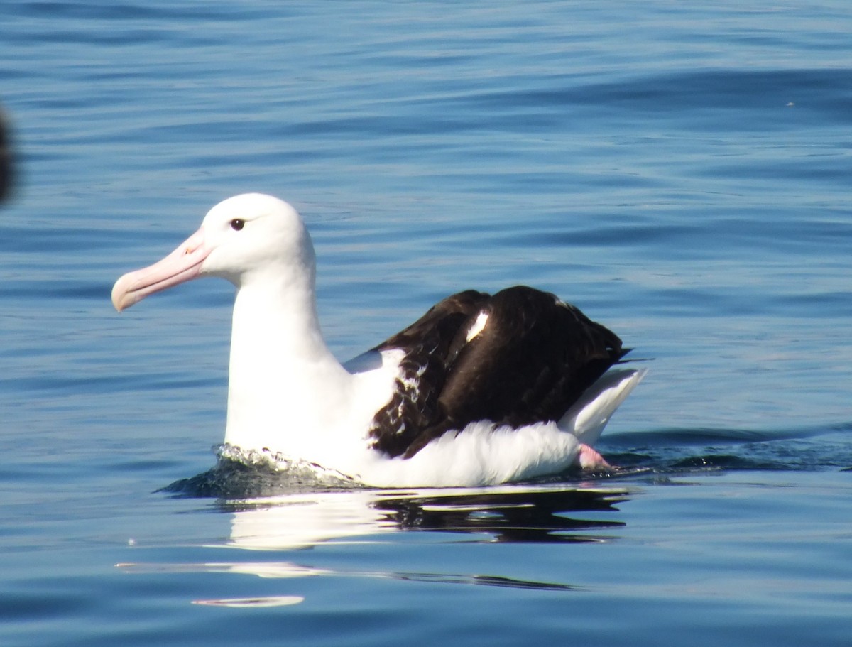 Northern Royal Albatross - ML638741524