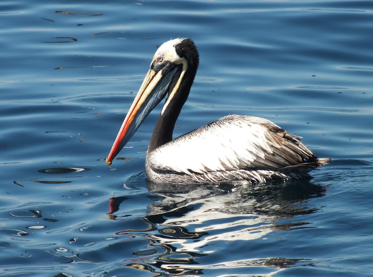 Peruvian Pelican - ML638741529
