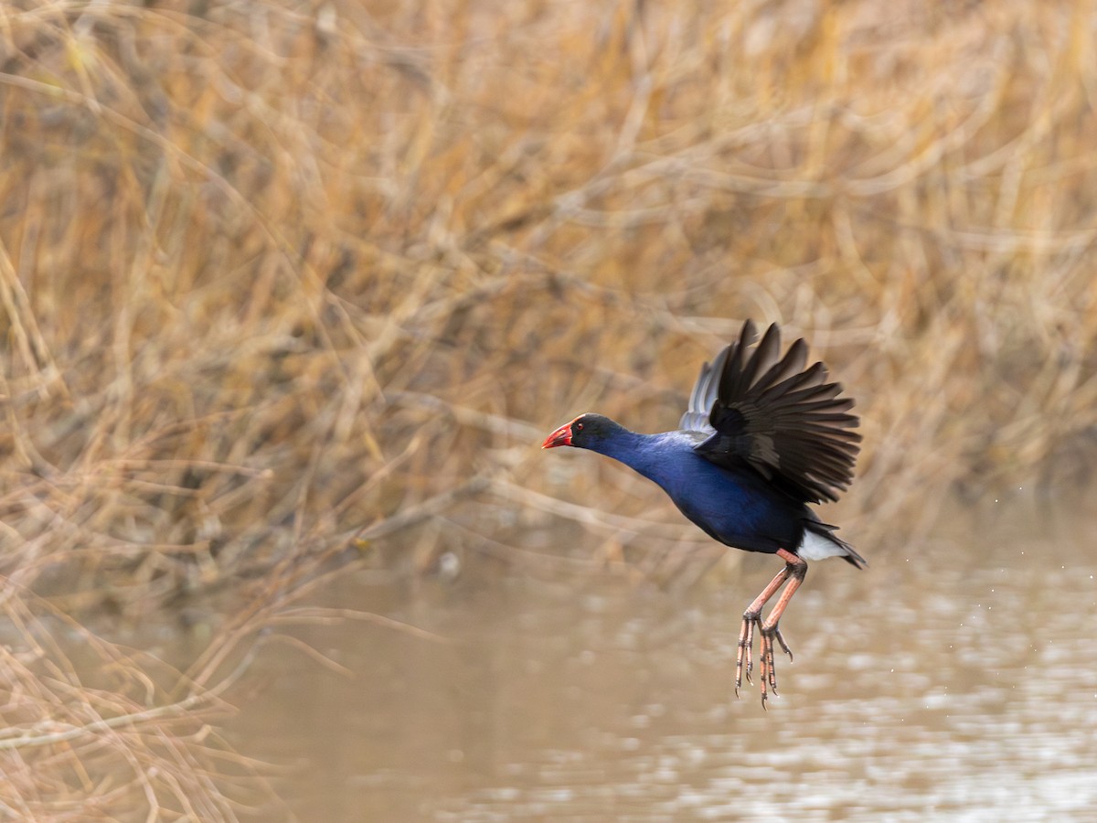 Australasian Swamphen - ML638741537