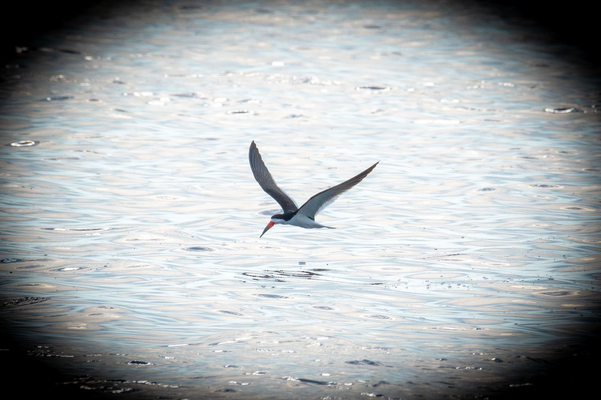 Black Skimmer - ML638741541