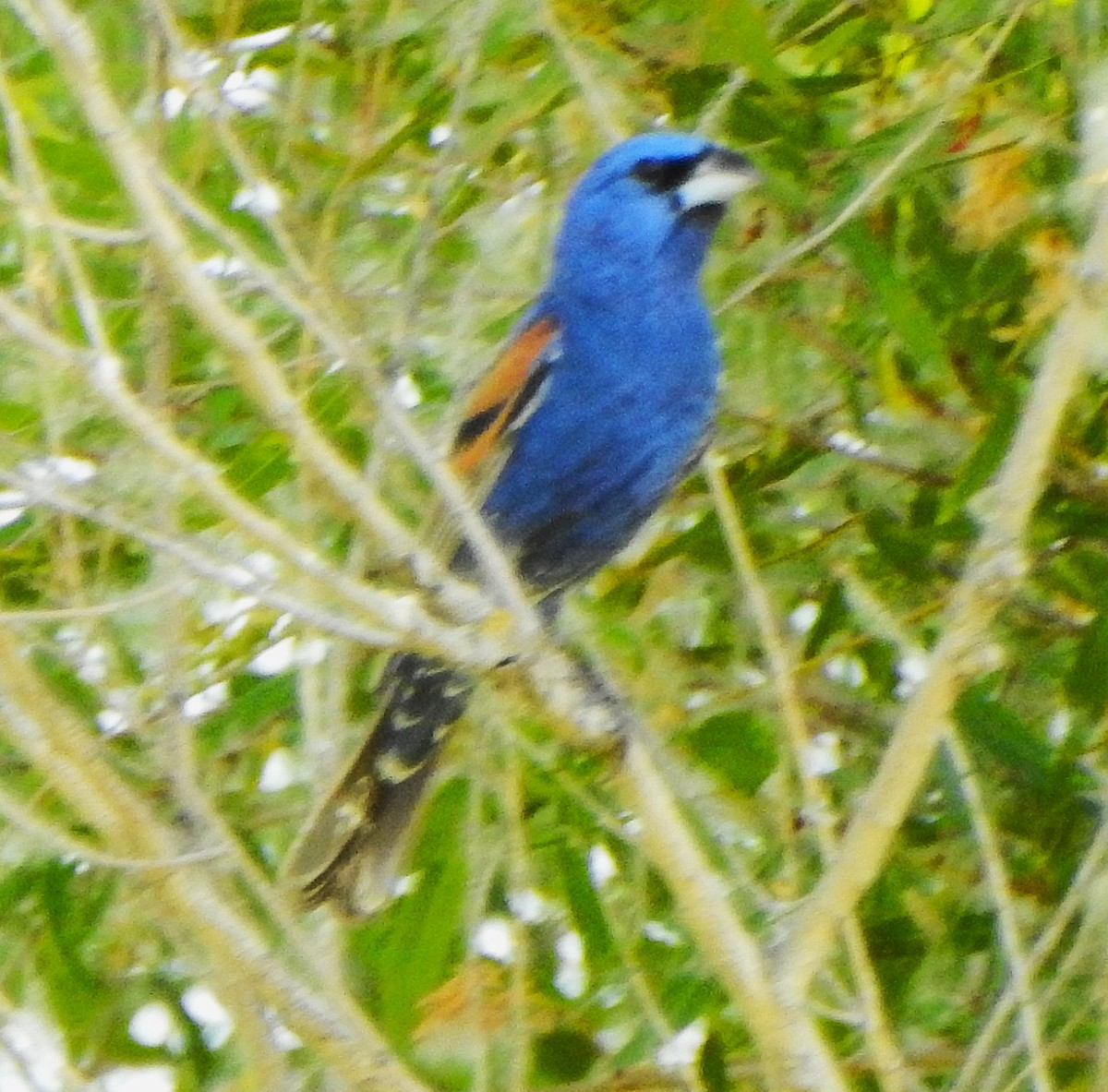 Guiraca bleu - ML638741545