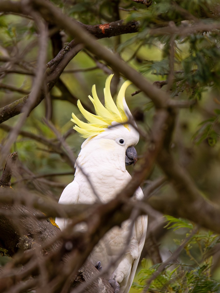 Sulphur-crested Cockatoo - ML638741547