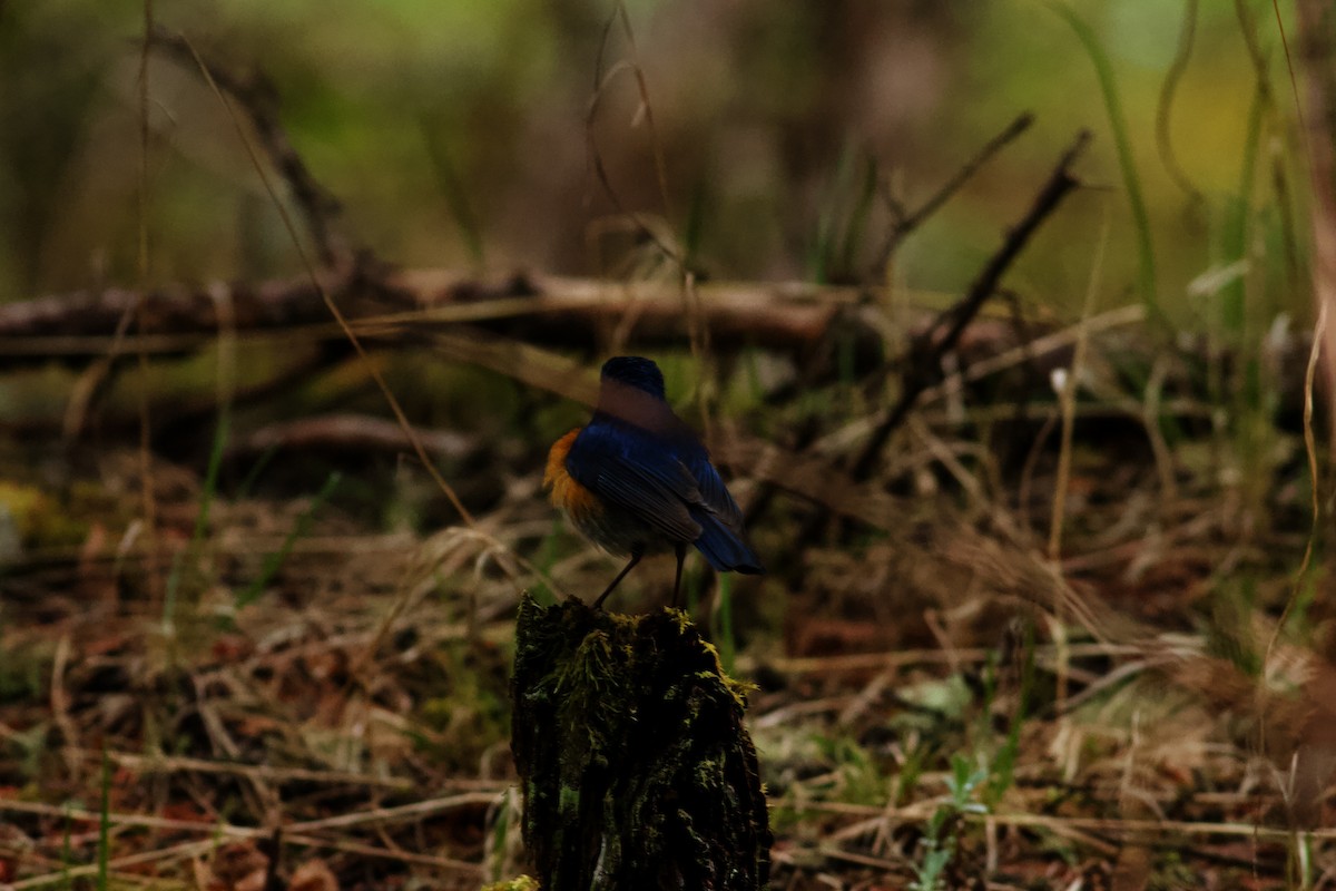 Himalayan Bluetail - ML638741575