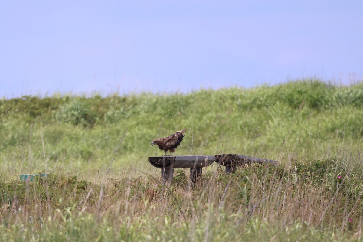 Black Kite - ML638741611