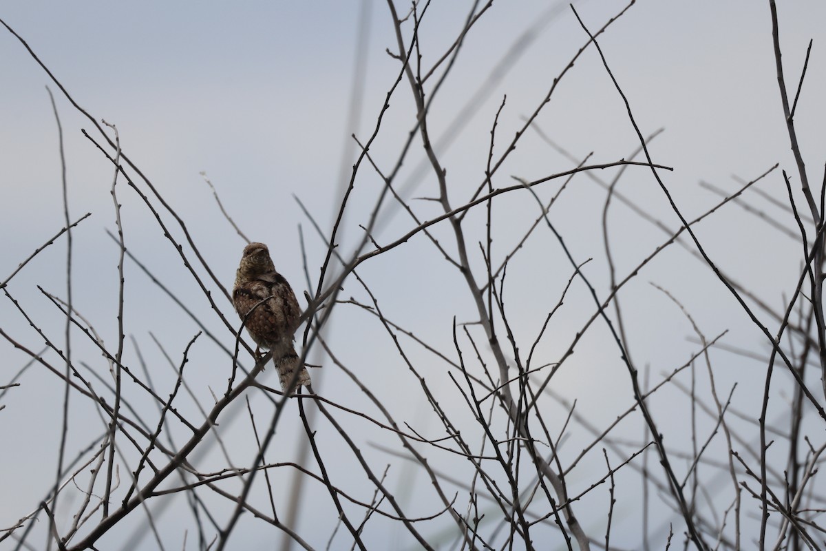 Eurasian Wryneck - ML638741612