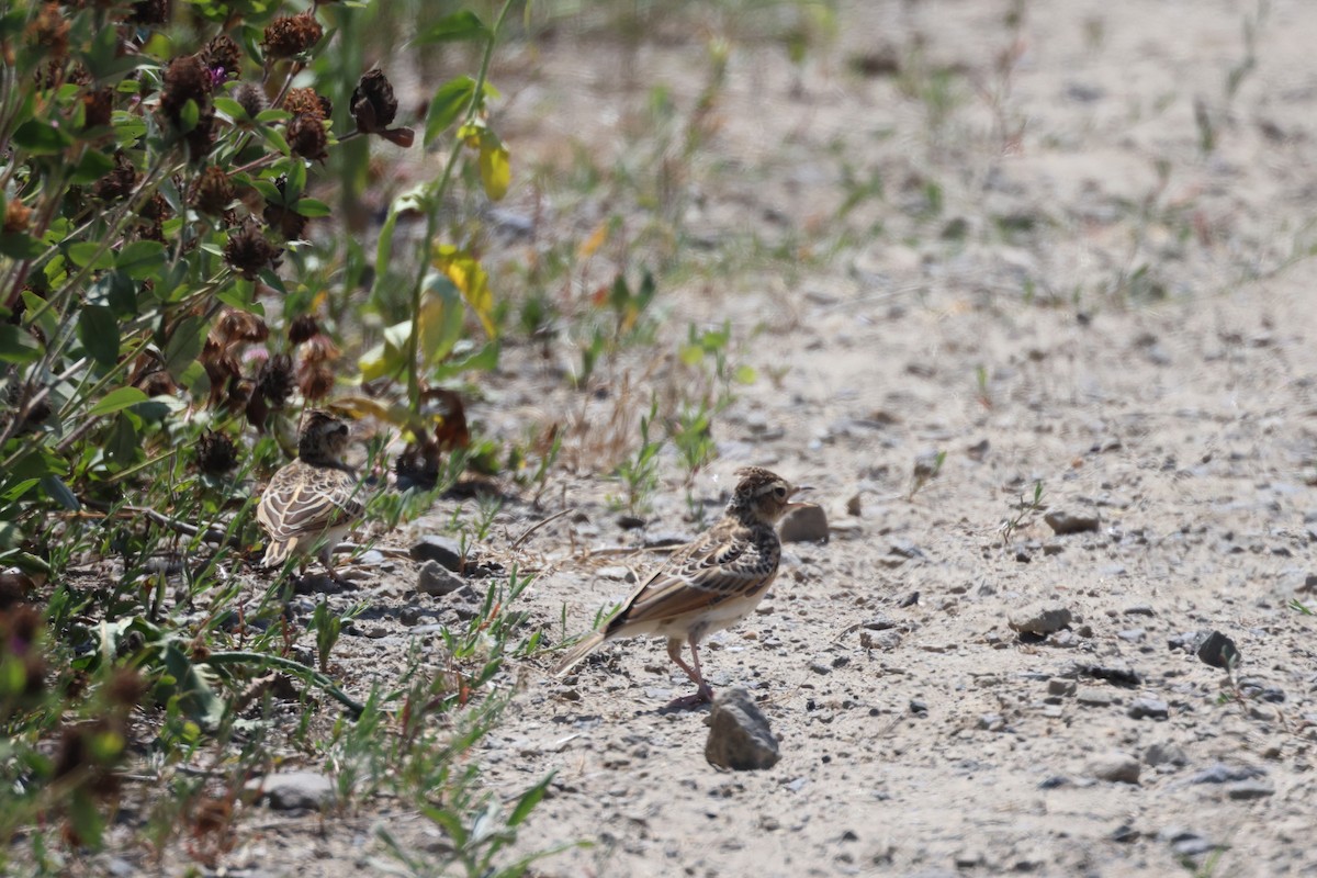 Eurasian Skylark - ML638741622