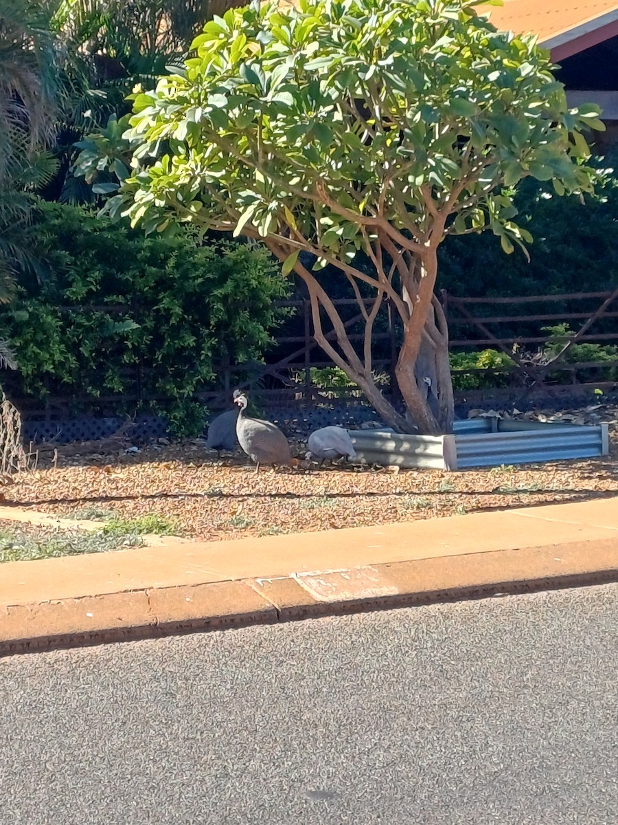 Helmeted Guineafowl (Domestic type) - ML638741637