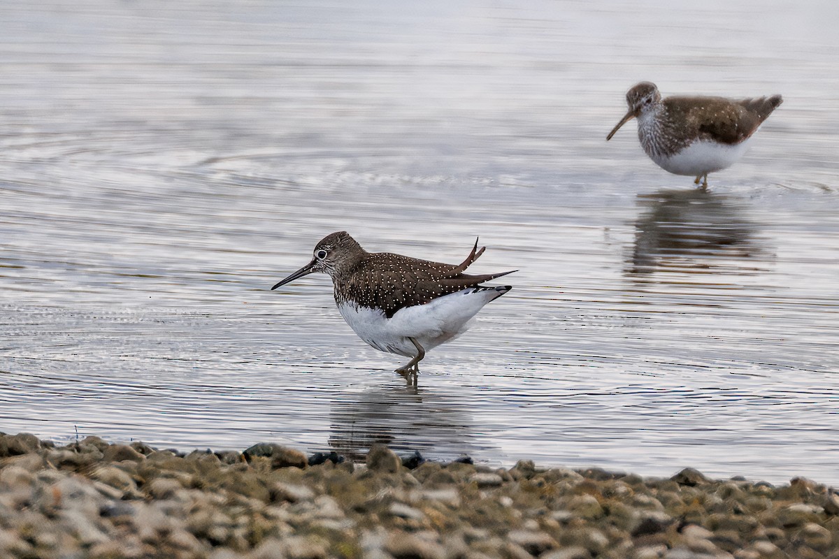Green Sandpiper - ML638741645