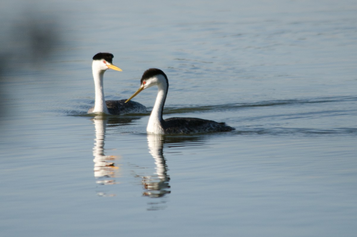 Clark's Grebe - ML638741647