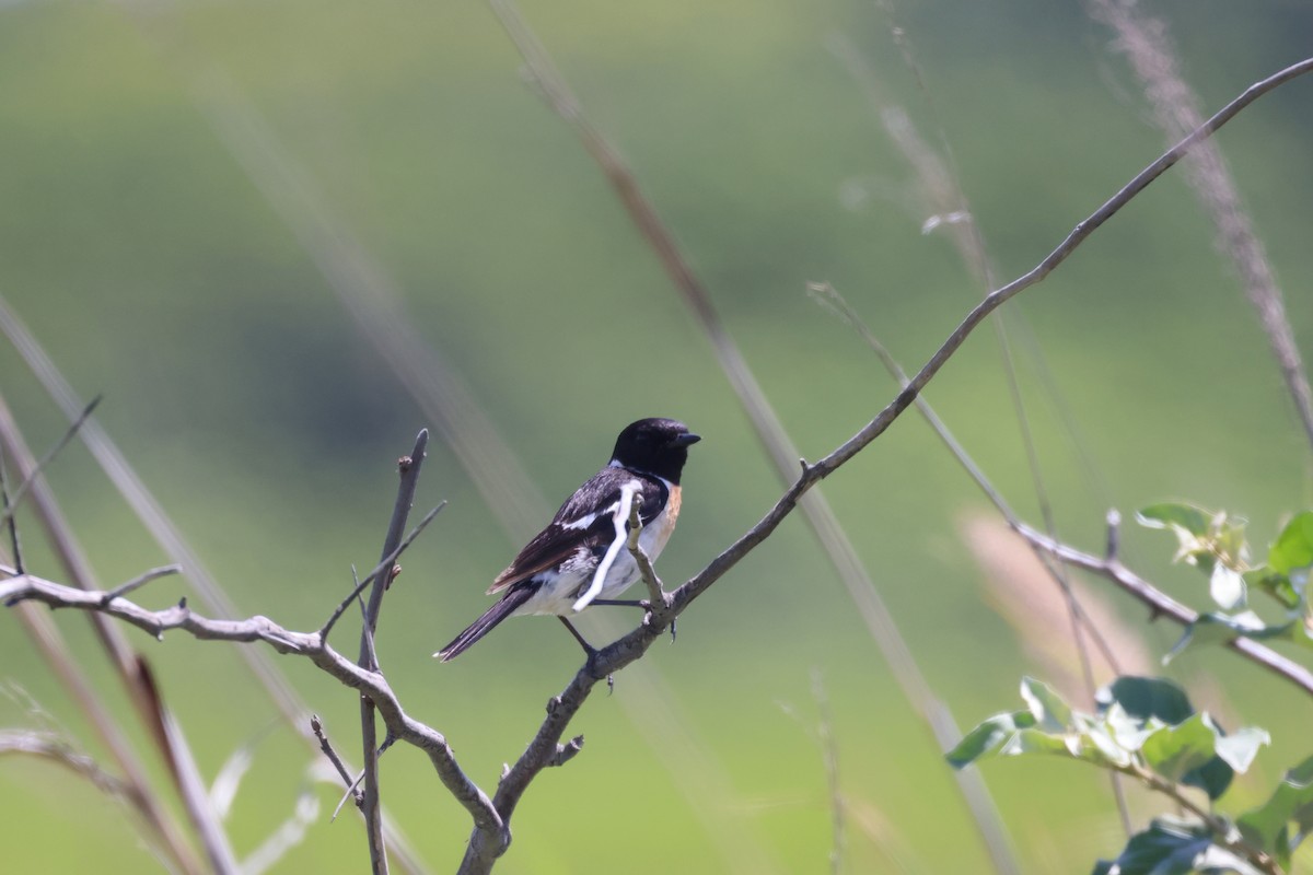 Amur Stonechat - ML638741649