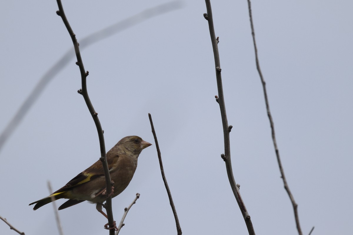 Oriental Greenfinch - ML638741650