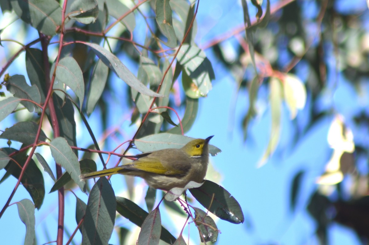 White-plumed Honeyeater - ML638741651