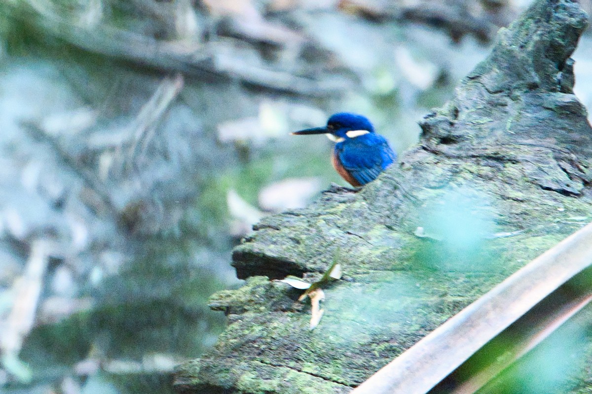 Azure Kingfisher - ML638741653