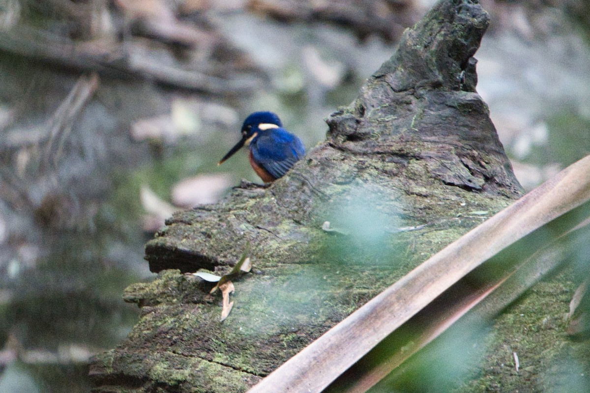 Azure Kingfisher - ML638741654