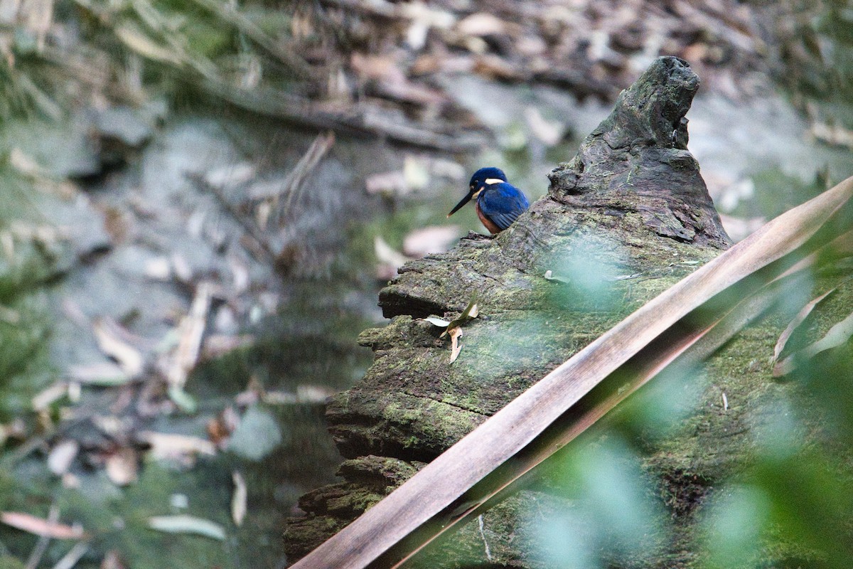 ルリミツユビカワセミ - ML638741655