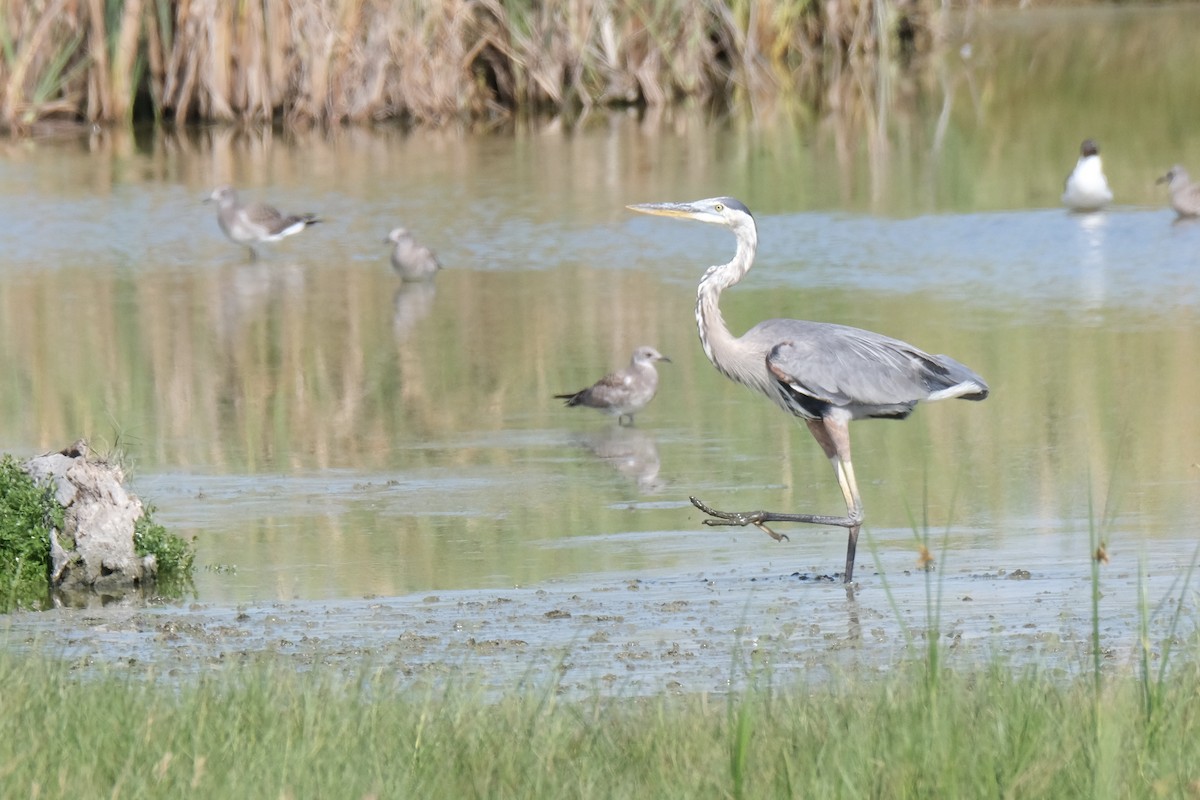 Great Blue Heron - ML638741656