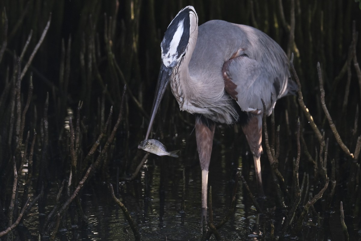 Great Blue Heron - ML638741657