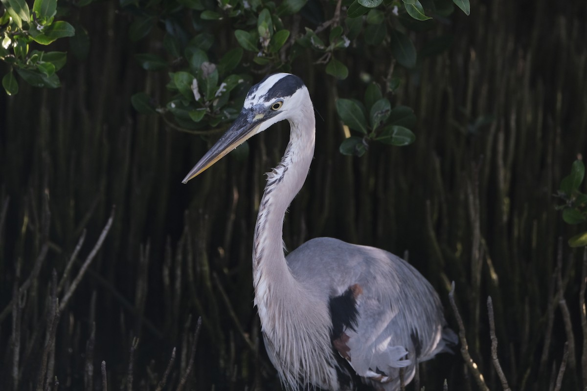 Great Blue Heron - ML638741658