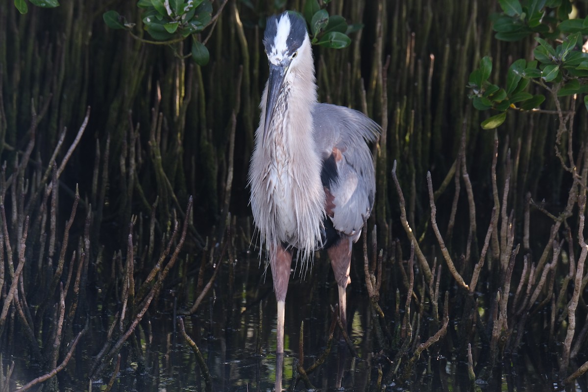 Great Blue Heron - ML638741660
