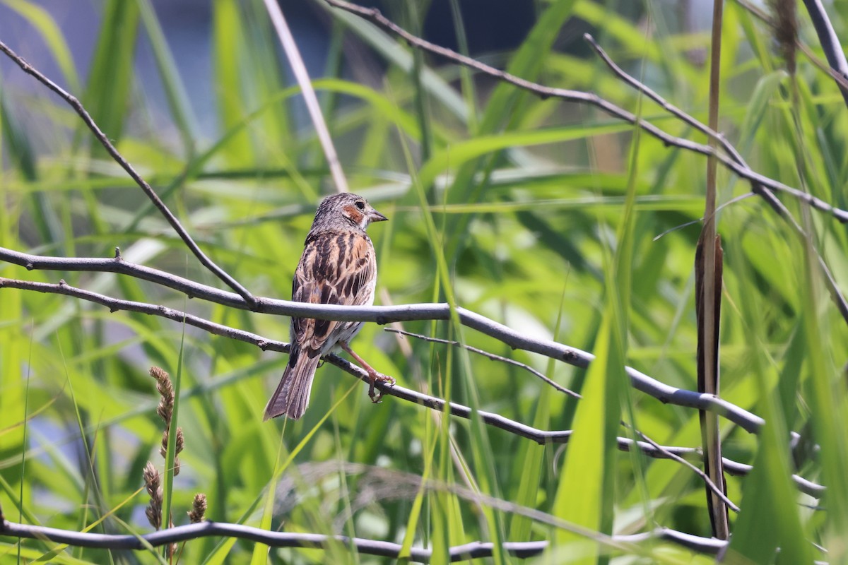 Chestnut-eared Bunting - ML638741662