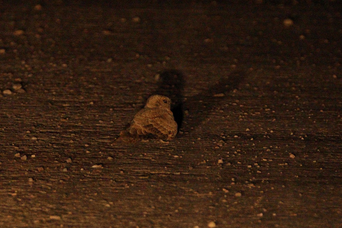 Egyptian Nightjar - ML638741665
